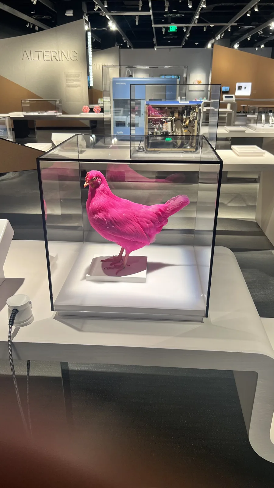 The actual pink chicken